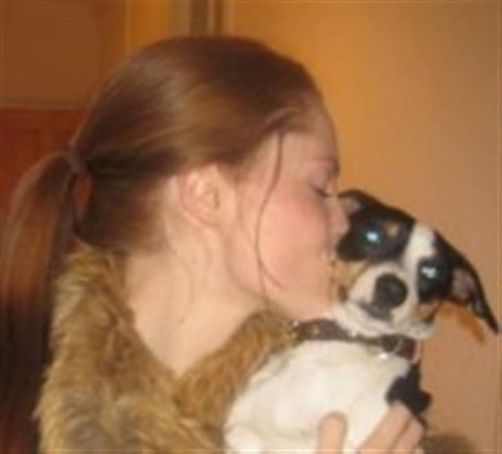 Dansk svensk gaardhund Alfred billede 5