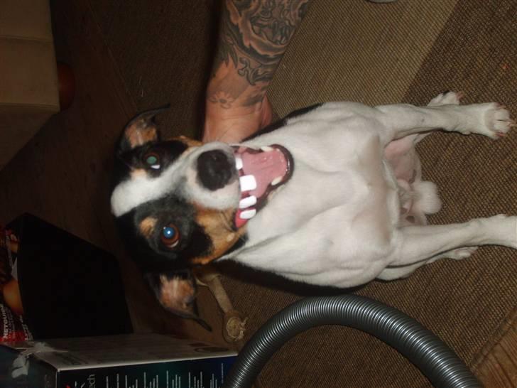 Dansk svensk gaardhund Alfred - Alfre leger med fars spøg og skæmt gebis :o) billede 6