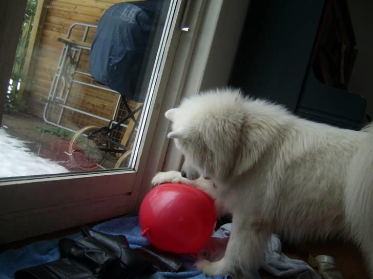 Samojedhund Fina<3 - hvis der er noget hun elsker, så er det at lege med baloner :) (ikke at springe dem, men at bærer rundt på dem, og sådan) billede 18