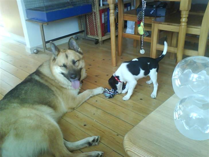 Dansk svensk gaardhund Rocky - Jarco og Rocky - Rocky har allerede fået en del hundevenner, han er meget social :-) billede 13