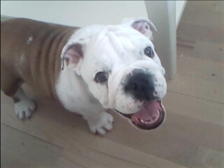 Engelsk bulldog Nemo billede 1