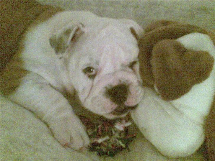 Engelsk bulldog Nemo billede 2