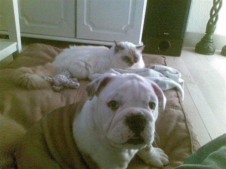 Engelsk bulldog Nemo billede 3