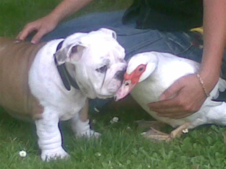 Engelsk bulldog Nemo billede 4