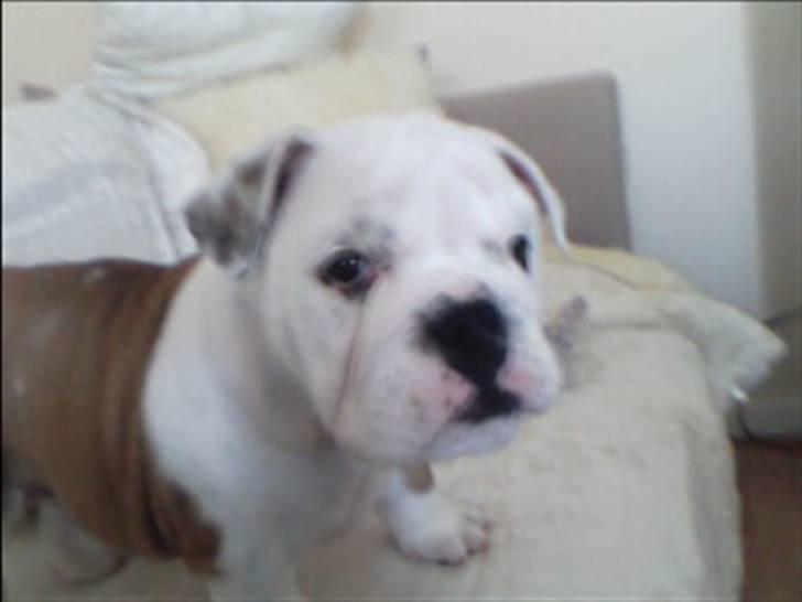 Engelsk bulldog Nemo billede 5