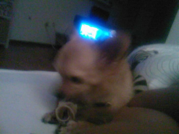 Chihuahua Nikki billede 8