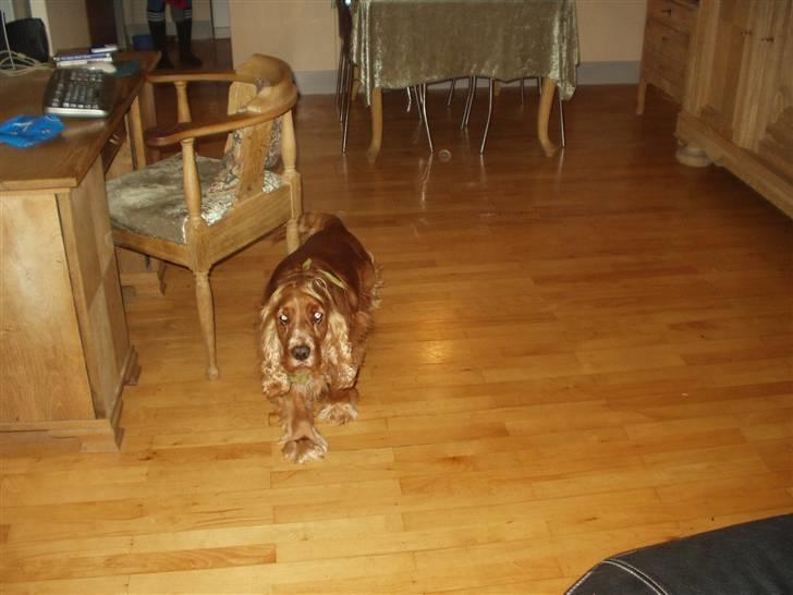 Cocker spaniel Karl billede 5