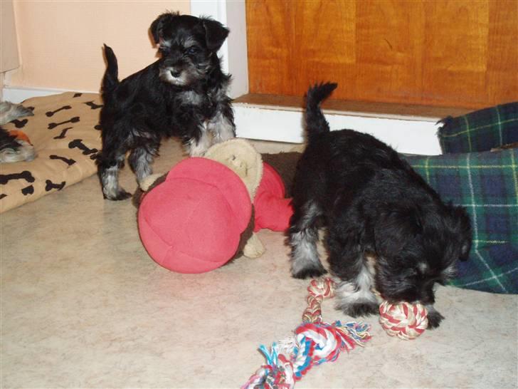 Dvaergschnauzer *Hr. Albert* - mig og brormand billede 13