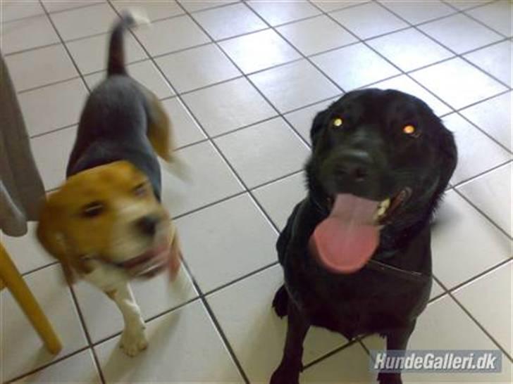 Labrador retriever Tøsen - Kento på besøg, så bliver vi rigtig rørt, og trætte. billede 5