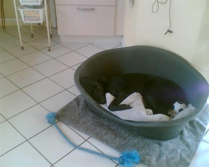 Labrador retriever Tøsen - Hvad vil du nu ?  sover altså lige...... billede 6