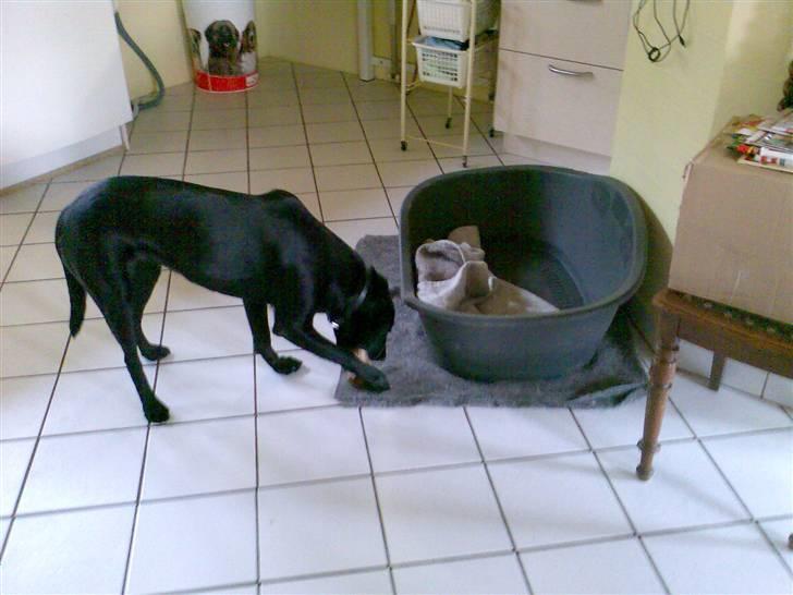 Labrador retriever Tøsen billede 7