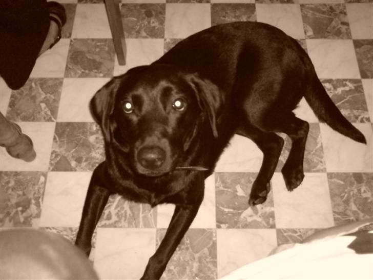 Labrador retriever Tøsen billede 8