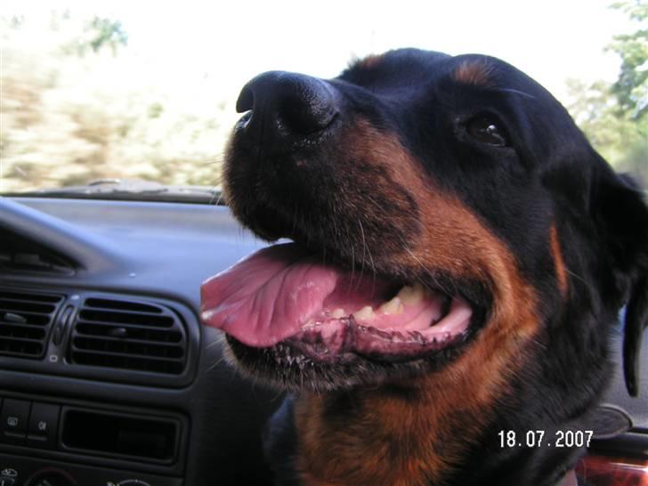 Rottweiler Malou (1997-2008) - Malou 10 år  billede 1