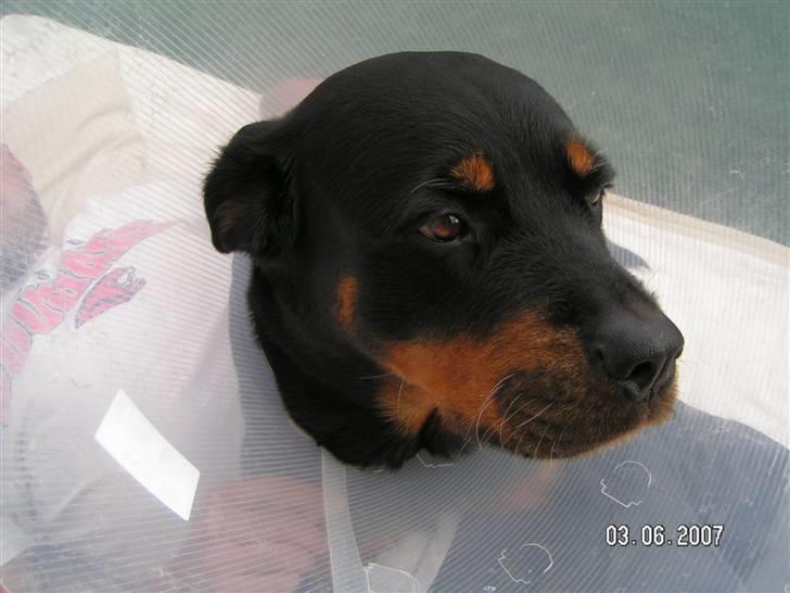 Rottweiler Malou (1997-2008) - Blev opereret 1 juli 2007, men er ved at være ovenpå igen... billede 2