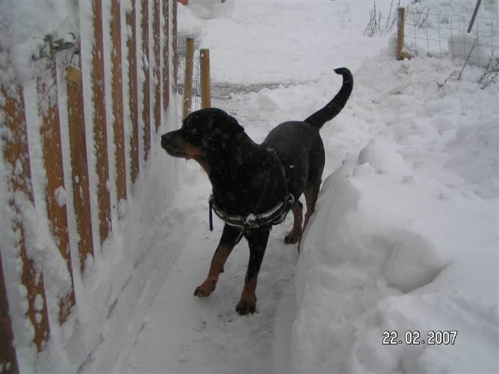 Rottweiler Malou (1997-2008) - Det allerbedste sted at lege..i sneen... billede 3