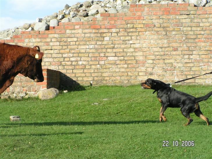 Rottweiler Malou (1997-2008) - Der står en ko, lad vær at glo...la la la.... billede 4