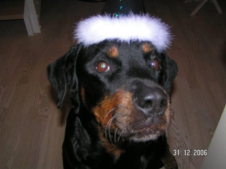 Rottweiler Malou (1997-2008) - Godt nytår... billede 5