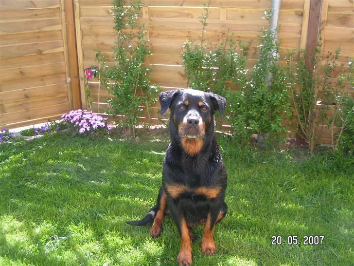Rottweiler Malou (1997-2008) - Har lige været i bad, ja jeg slipper desværre ikke.... :o) billede 6