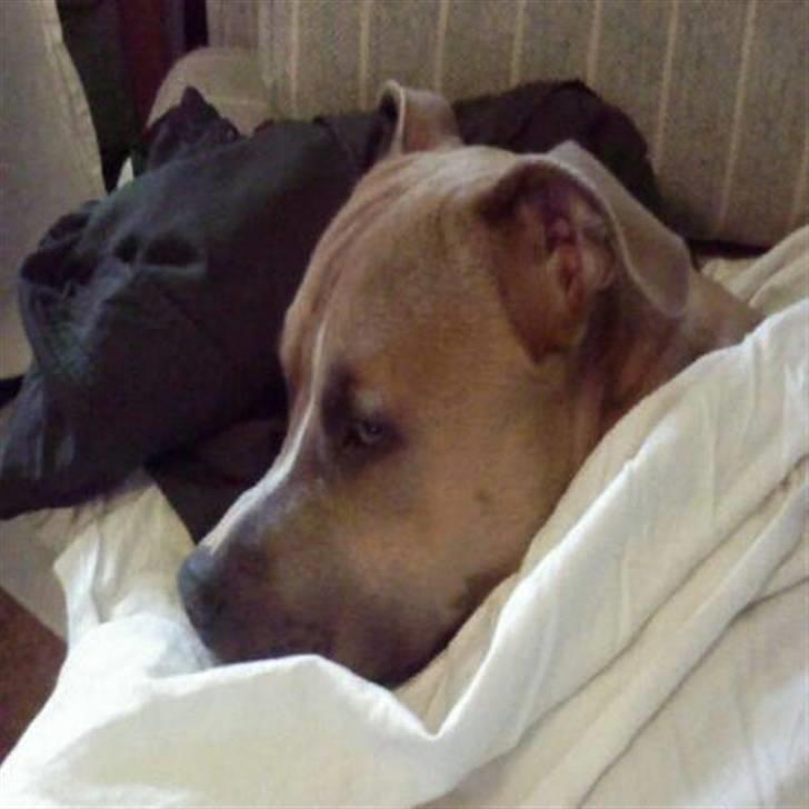 Amerikansk staffordshire terrier amstaff-Fighter - Jeg elsker at ligge i min sofa og putte billede 1