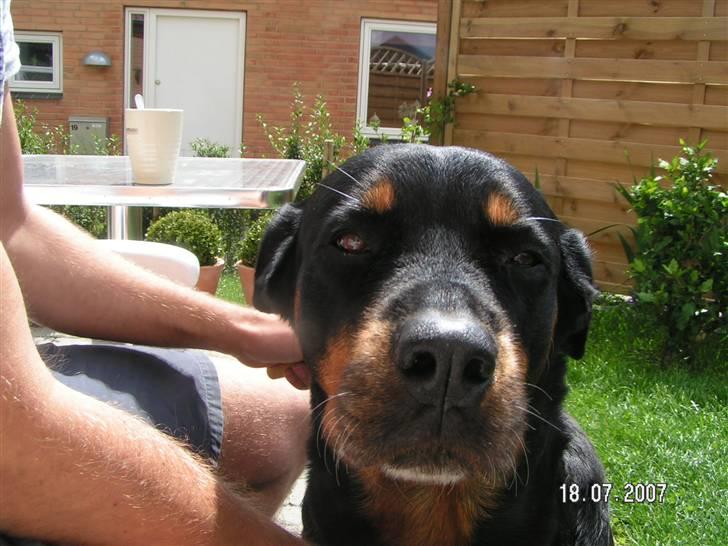 Rottweiler Malou (1997-2008) - Jeg elsker at blive børstet....mmmm.... billede 7