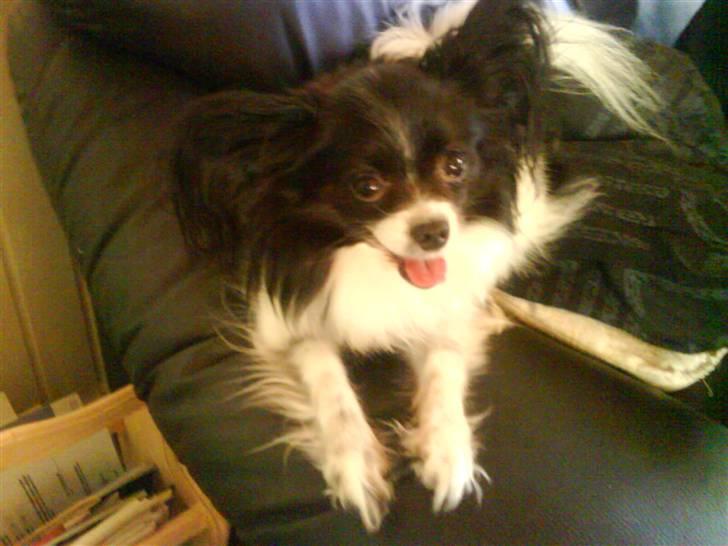 Papillon Mini - V E L K O M M E N  billede 1