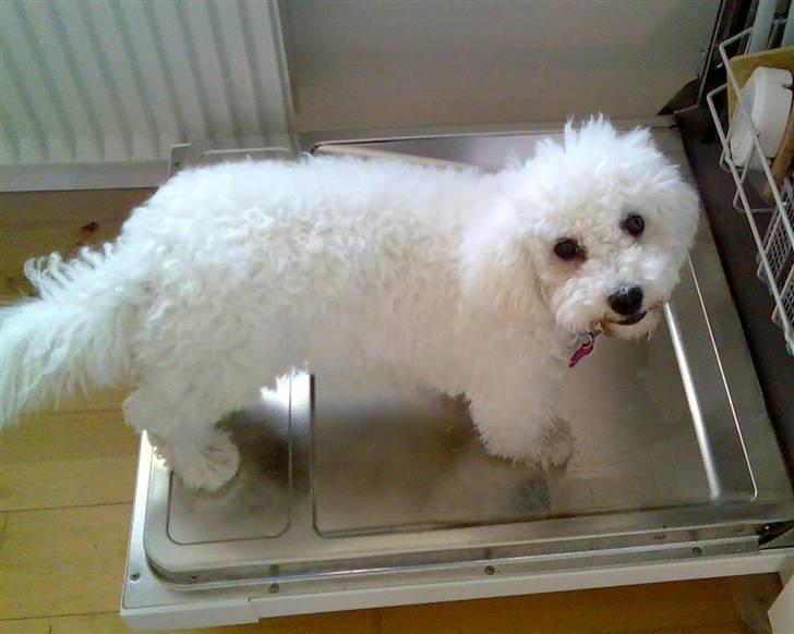 Bichon à poil frisé Mille (Tinghøjs Veronica) - Mille busted i unoder. billede 1