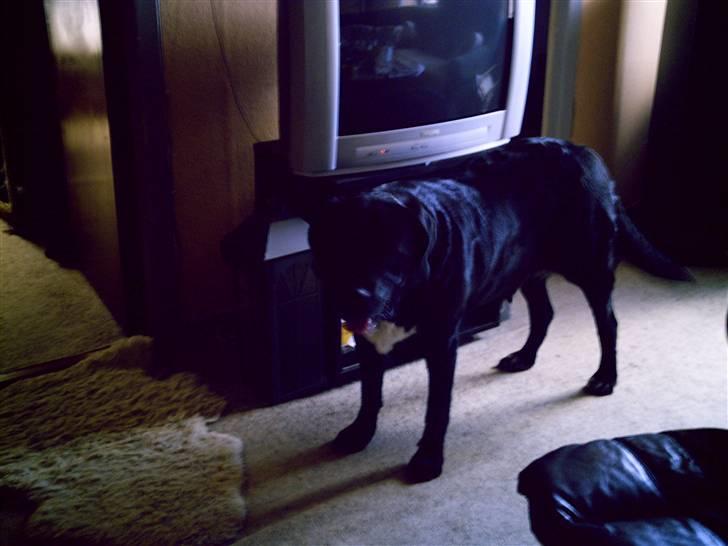 Blanding af racer muffie billede 7