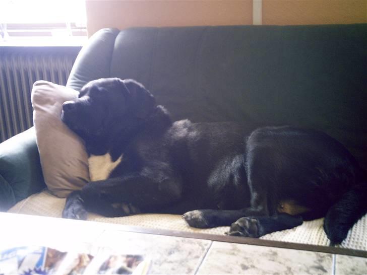 Blanding af racer muffie billede 8