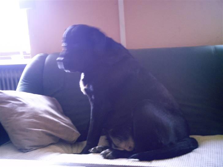 Blanding af racer muffie billede 9