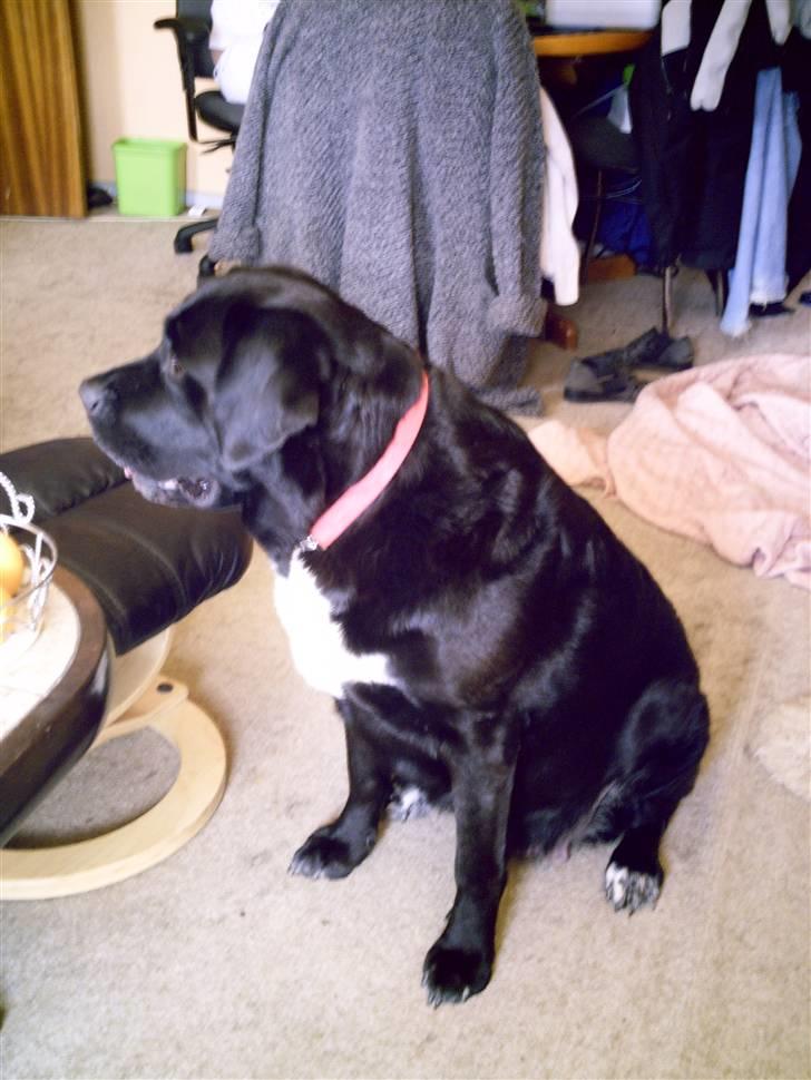 Blanding af racer muffie billede 10