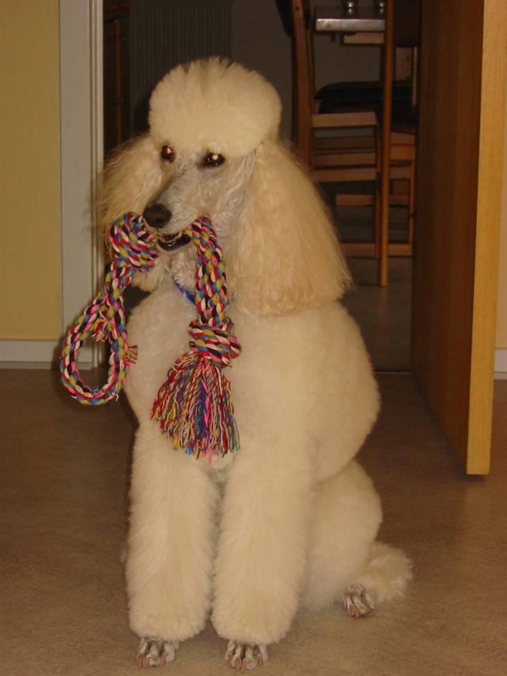 Storpuddel Nakita P.I.P. 28-7-2011 billede 12