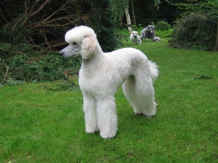 Storpuddel Nakita P.I.P. 28-7-2011 billede 13