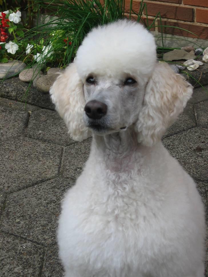 Storpuddel Nakita P.I.P. 28-7-2011 billede 14