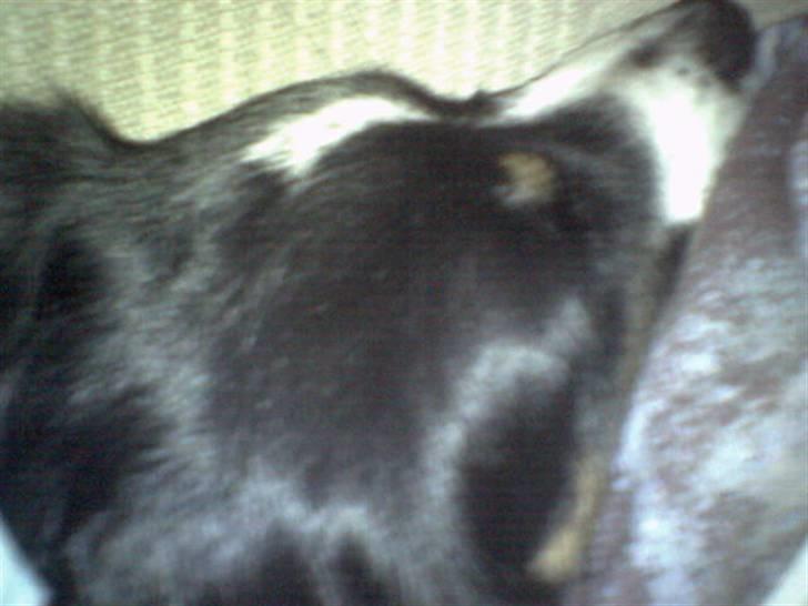 Dansk svensk gaardhund Sölja - Solles fine hoved.. :D billede 11