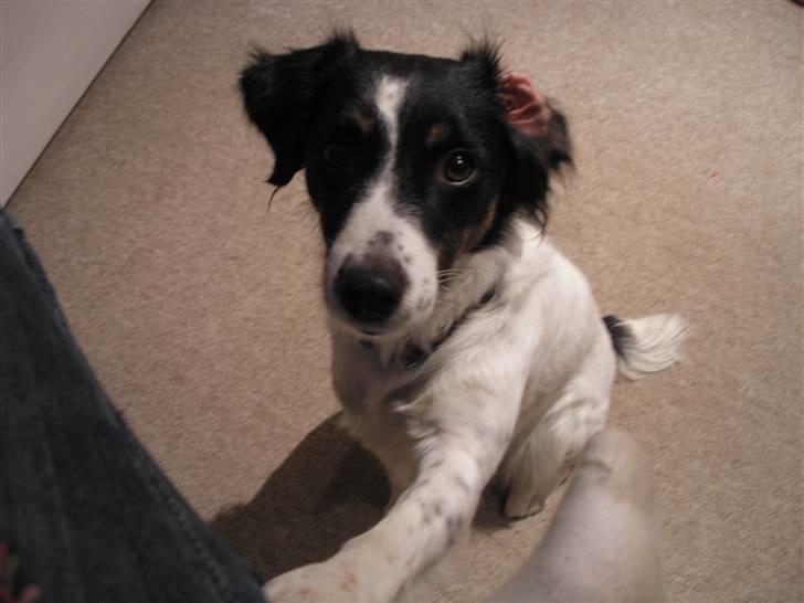 Dansk svensk gaardhund Sölja - Harj Putte.. :D billede 12