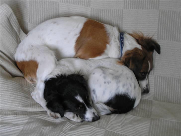 Dansk svensk gaardhund Sölja - Hygge i på store sofa.. :D billede 13