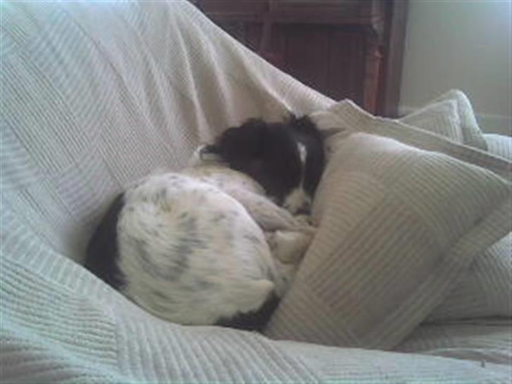 Dansk svensk gaardhund Sölja - Sólja i lænestolen.. Snork.. billede 14