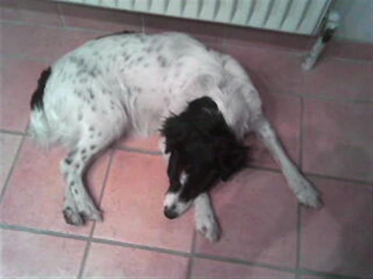 Dansk svensk gaardhund Sölja - Dejligt med gulvvarme på badeværelset.. :D billede 15