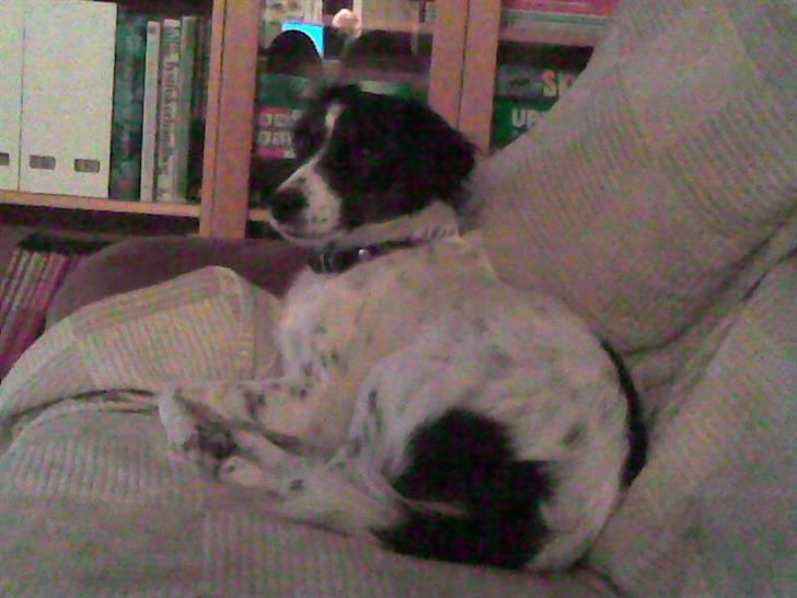 Dansk svensk gaardhund Sölja - Smukke solle.. <3 billede 16