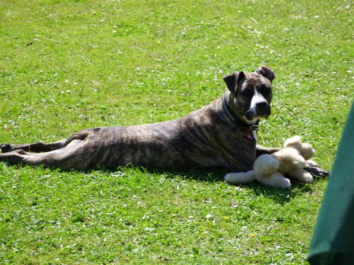 Amerikansk staffordshire terrier Zika - vores lille pige der ligger og flader ud:) billede 3