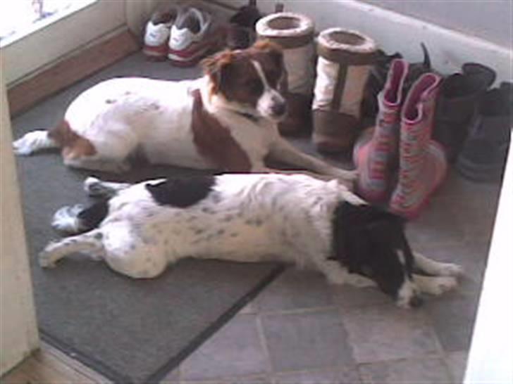 Dansk svensk gaardhund Sölja - Hygge i den store gang.. (læg lige mærke til mine seje gummistøvler.. :D) billede 17