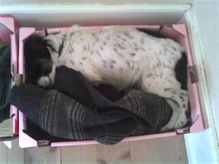 Dansk svensk gaardhund Sölja - Solle i hendes kasse.. :D billede 18