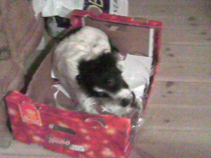 Dansk svensk gaardhund Sölja - Sólja i en jule-papkasse.. :D Hun bider i plastik.. tror jeg.. :) billede 19