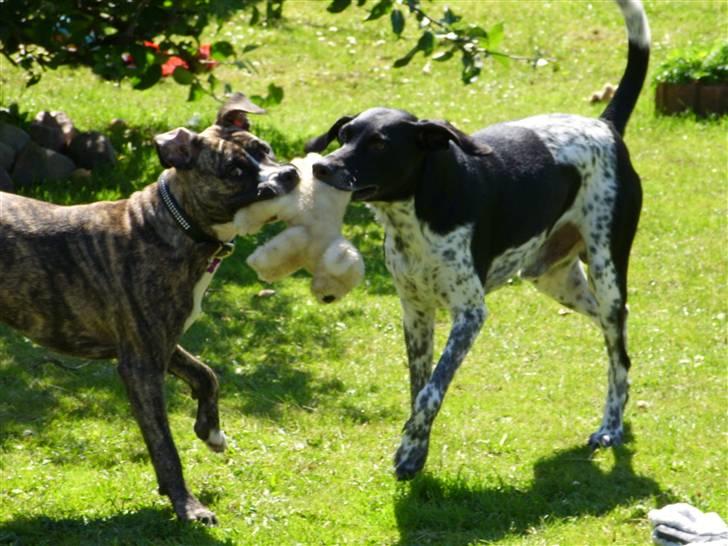 Amerikansk staffordshire terrier Zika - zika og kvik der leger "Bamse-træk"  :D billede 4
