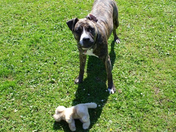 Amerikansk staffordshire terrier Zika - zika med sin bamse billede 5