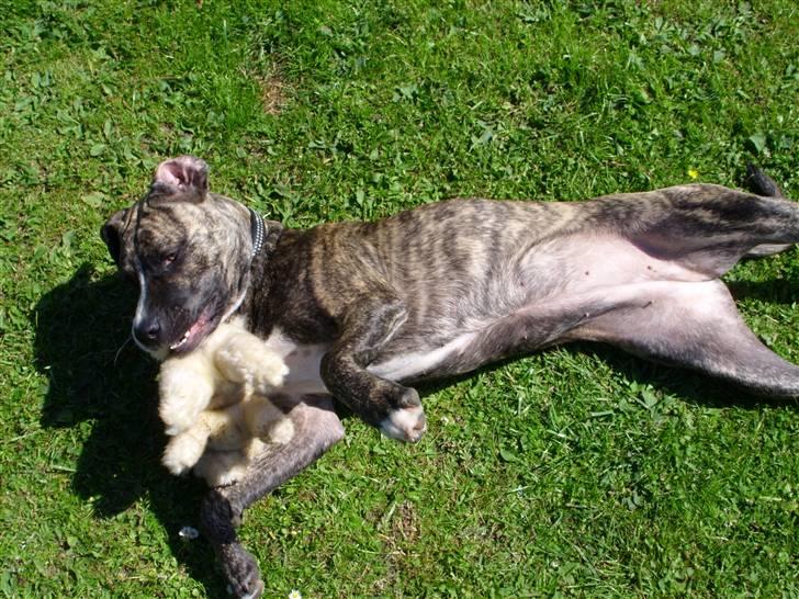 Amerikansk staffordshire terrier Zika - Tosse <3 billede 6