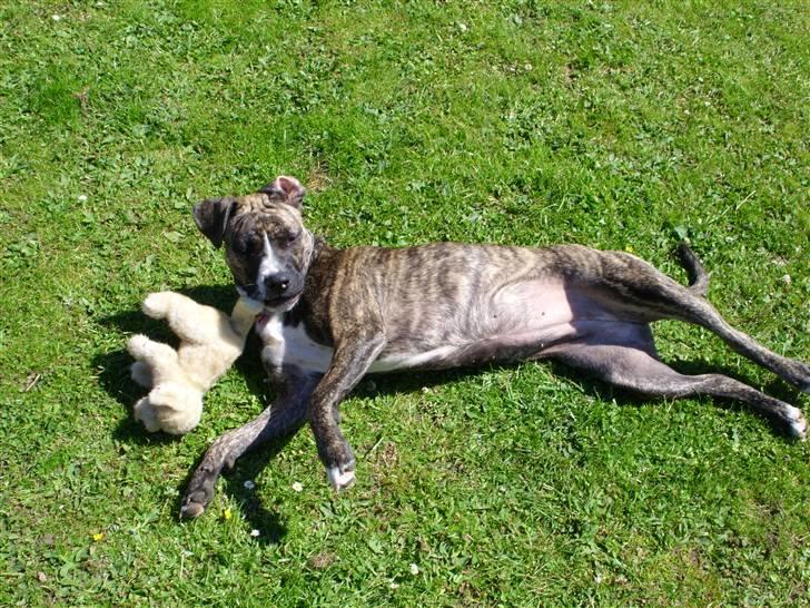 Amerikansk staffordshire terrier Zika billede 7