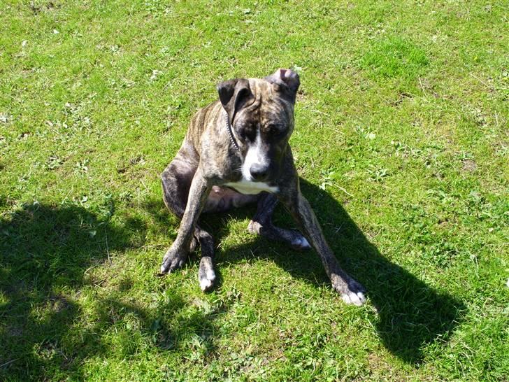 Amerikansk staffordshire terrier Zika billede 8