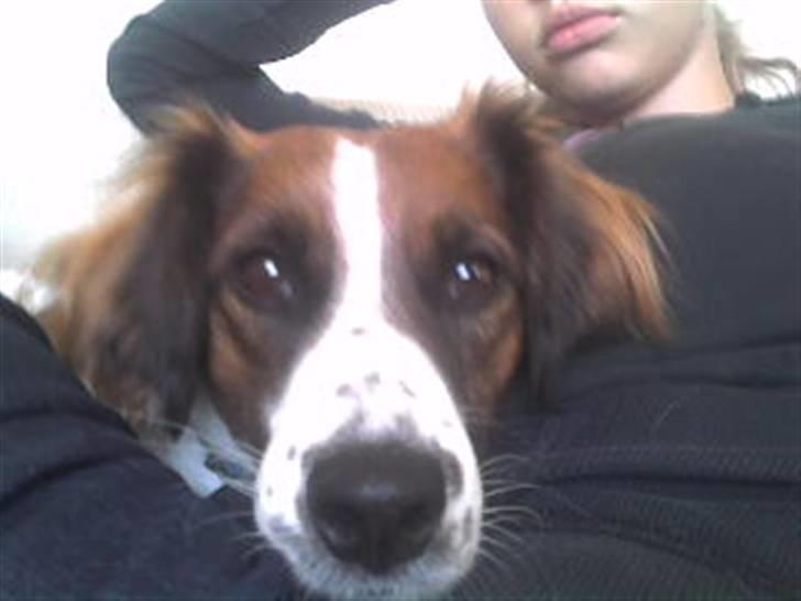 Dansk svensk gaardhund Jackie - La dog vær med a være så stortudet.. ;) billede 8