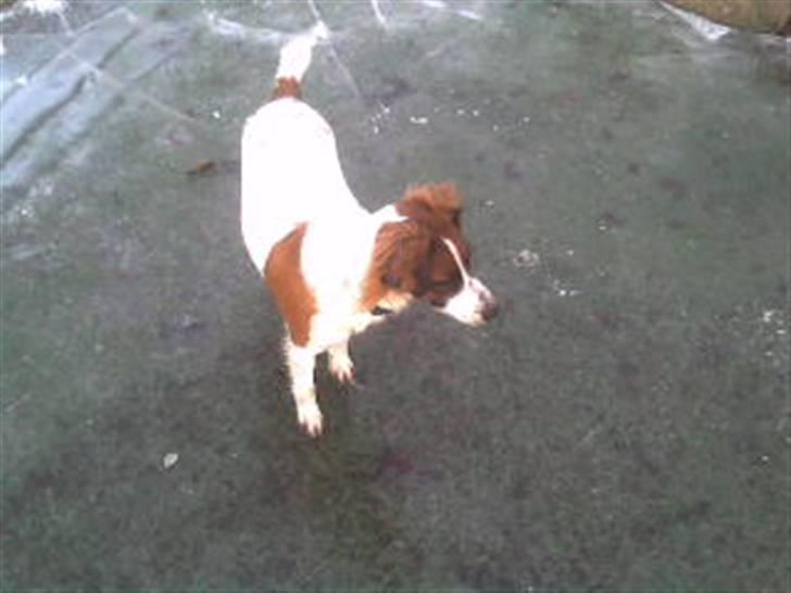 Dansk svensk gaardhund Jackie - Jackie på glatis.. :D billede 9